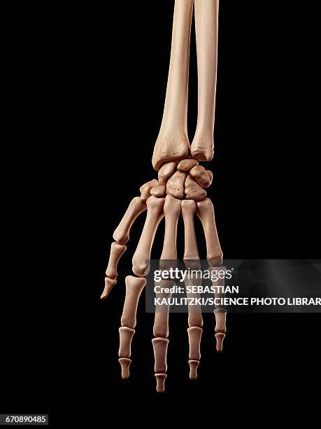 human hand bones - skelett hand stock-grafiken, -clipart, -cartoons und -symbole