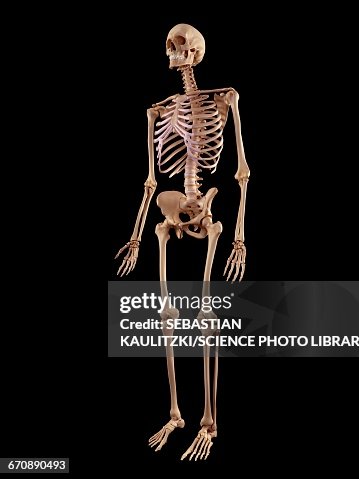 Human Skeletal Structure High-Res Vector Graphic - Getty Images