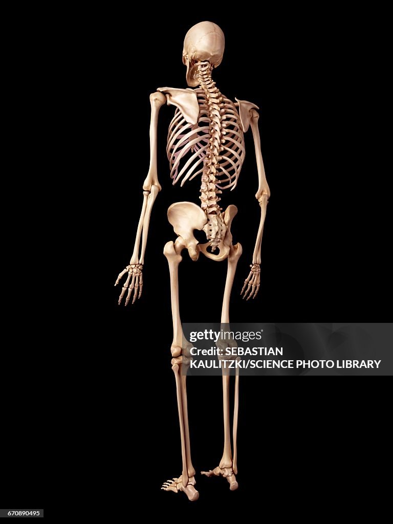 Human Skeletal Structure High Biology Diagrams