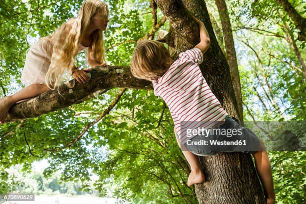 little boy and his sister climbing on a tree in the forest - children only stock pictures, royalty-free photos & images