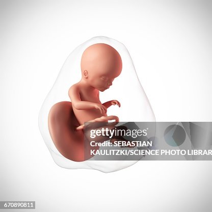 Human Fetus Age 20 Weeks High-Res Vector Graphic Getty Images