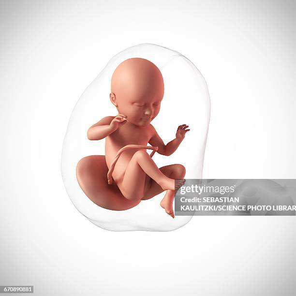 human fetus age 34 weeks - fetus stock illustrations