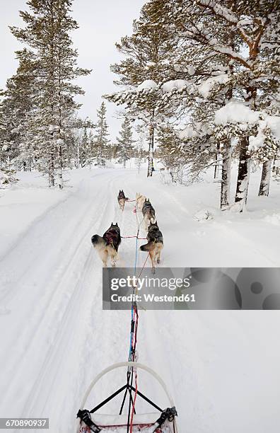 sweden, near village idre, husky sledge and dogs in winter - dalarna winter stock-fotos und bilder