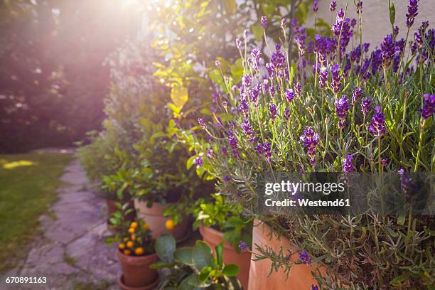 potted plants in front of house, lavender - grounds imagens e fotografias de stock