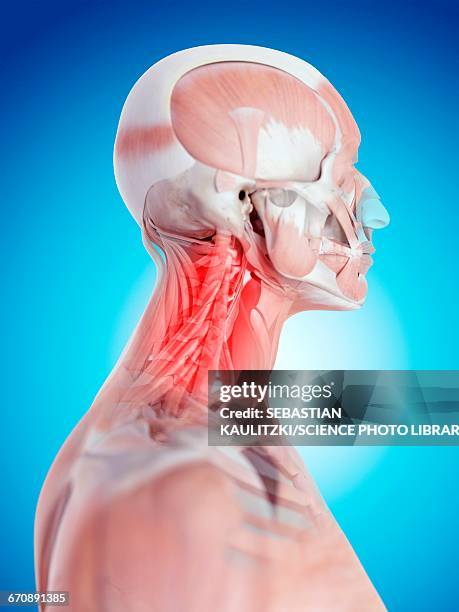 human neck pain - neck muscle pain illustration stock illustrations