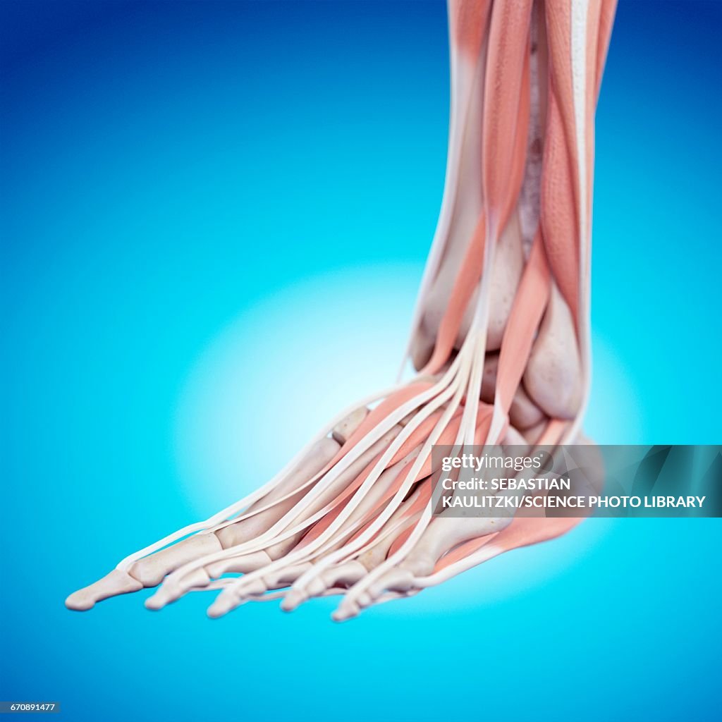 Foot Front Human Foot Anatomy High-Res Vector Graphic - Getty Images
