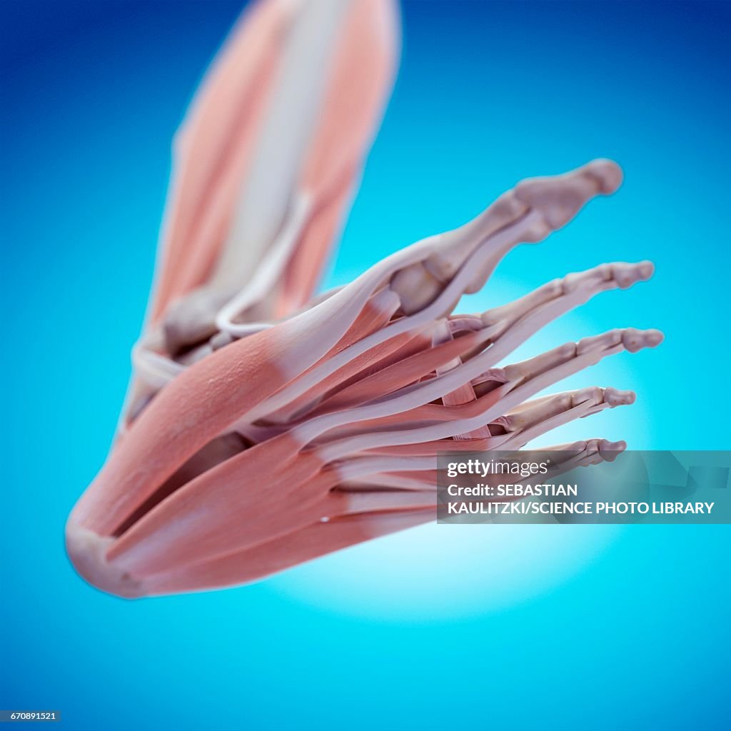 Foot Front Human Foot Anatomy High-Res Vector Graphic - Getty Images