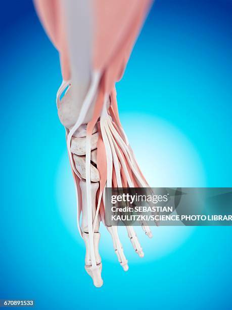 Foot Front Human Foot Anatomy High-Res Vector Graphic - Getty Images