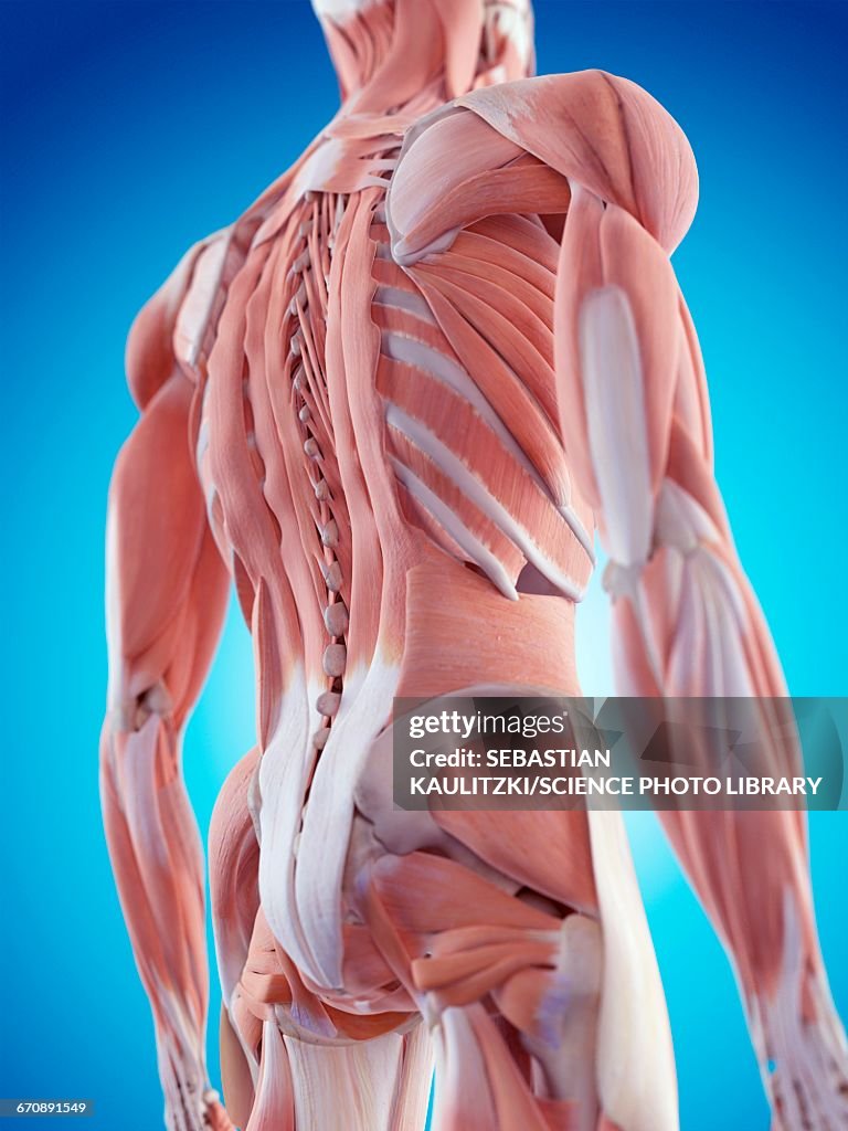 Human Back Muscles High-Res Vector Graphic - Getty Images