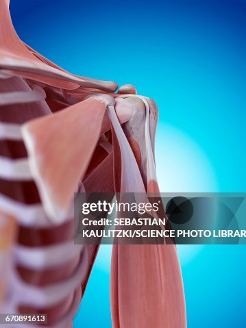 Shoulder Shape Human Shoulder Anatomy High-Res Vector Graphic - Getty Images
