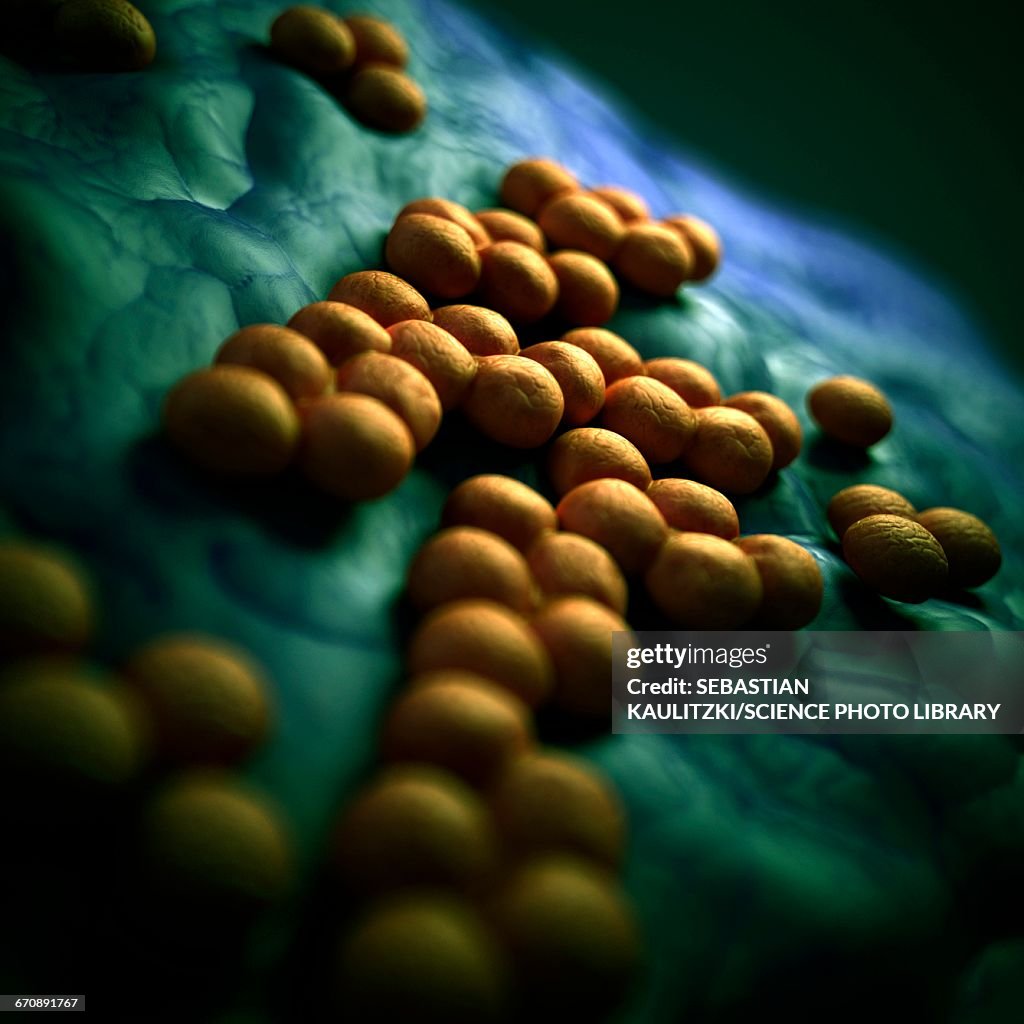 Mrsa Containers Mrsa Bacteria High-Res Vector Graphic - Getty Images