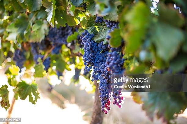 red grapes hanging from vine - south africa wine stock pictures, royalty-free photos & images