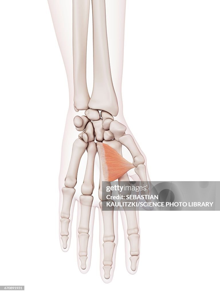 Human hand muscle