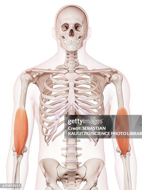 Tectone Muscles Shoulder Muscles Anatomical High Res Illustrations - Getty Images