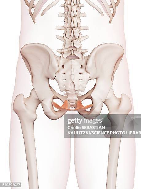 human pelvic floor muscles - pelvic floor stock illustrations
