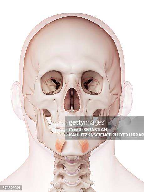 human facial muscles - depressor labii inferioris stock illustrations