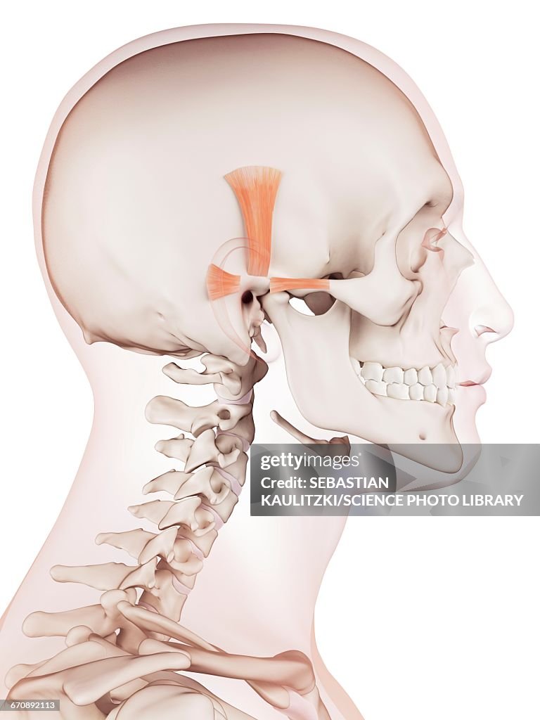 Ear Rotation Muscles Human Ear Muscles High-Res Vector Graphic - Getty Images