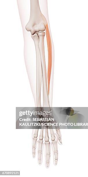 human arm muscles - extensor carpi radialis longus stock illustrations