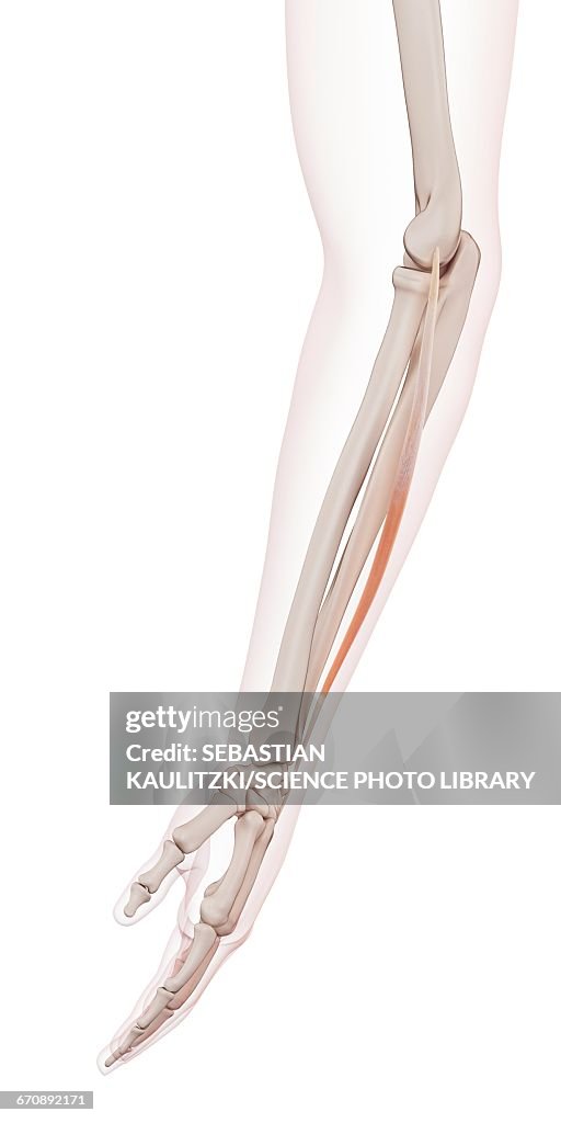 Human arm muscles