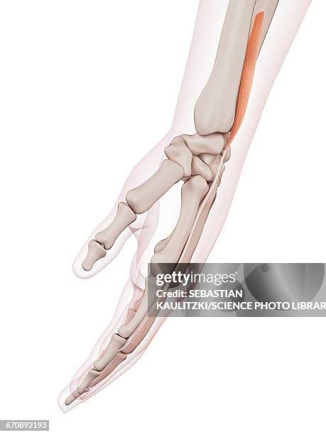 illustrations, cliparts, dessins animés et icônes de human wrist muscles - extensor indicis