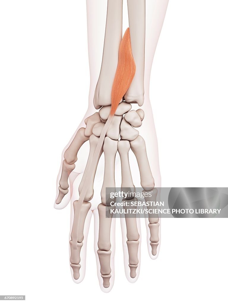 Human wrist muscles