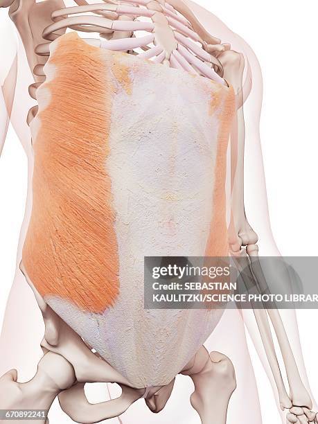 stockillustraties, clipart, cartoons en iconen met human abdominal muscles - buitenste schuine buikspier