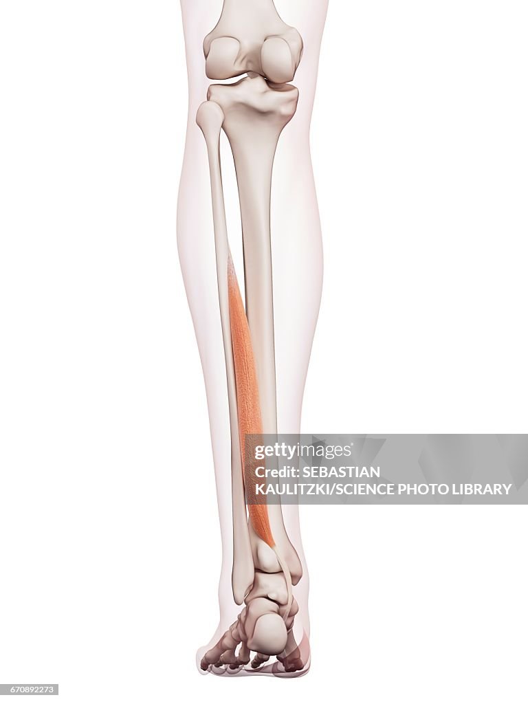 Human Leg Muscles High Biology Diagrams