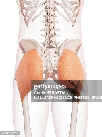 Human buttock muscles Human buttock muscles