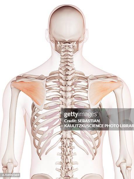 human shoulder muscles - rotator cuff stock illustrations