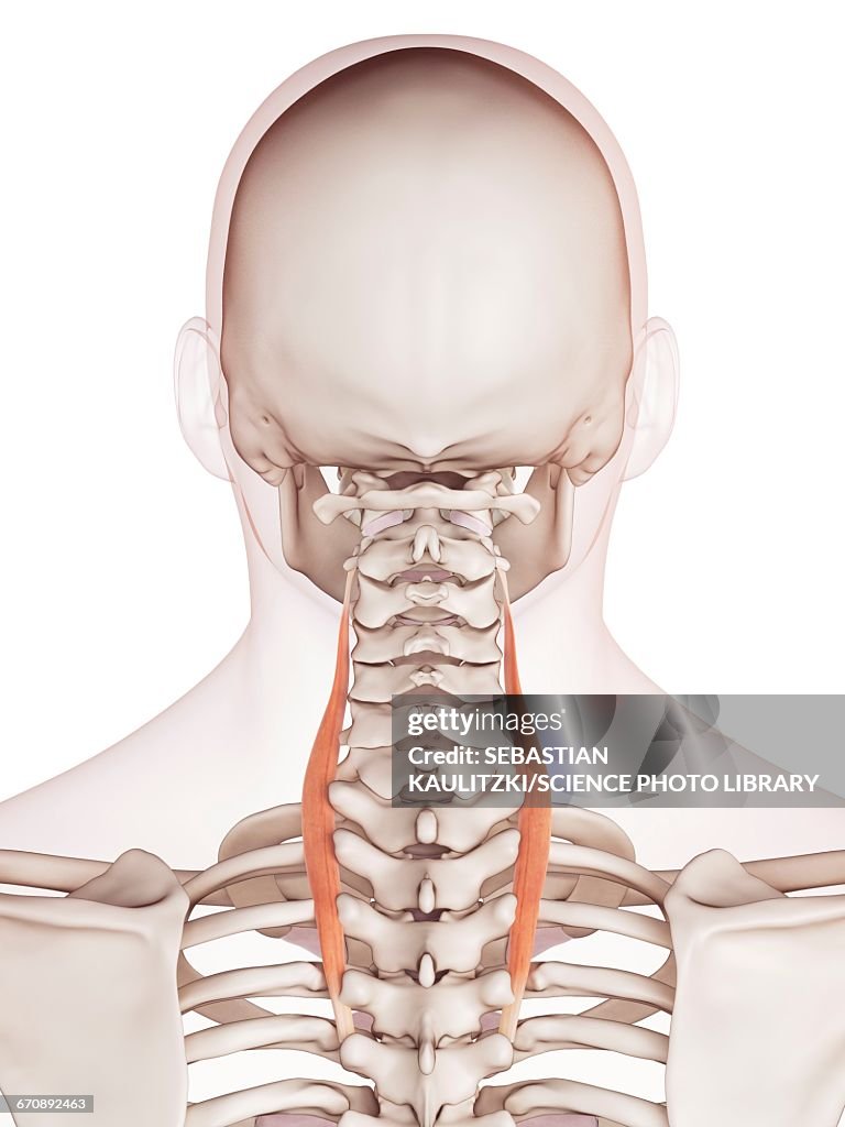 Human Neck Muscles High Biology Diagrams