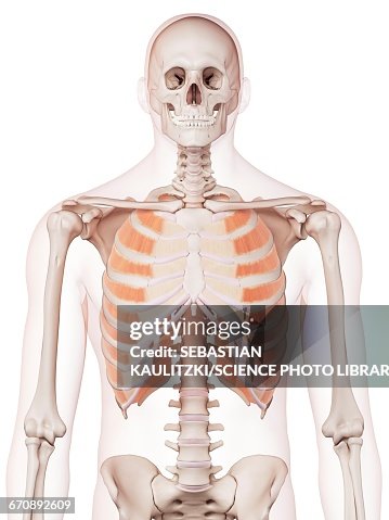 Human Chest Muscles High-Res Vector Graphic - Getty Images