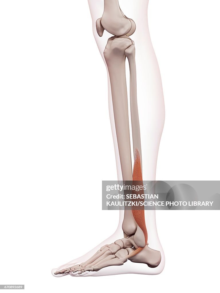 Human Leg Muscles High Biology Diagrams