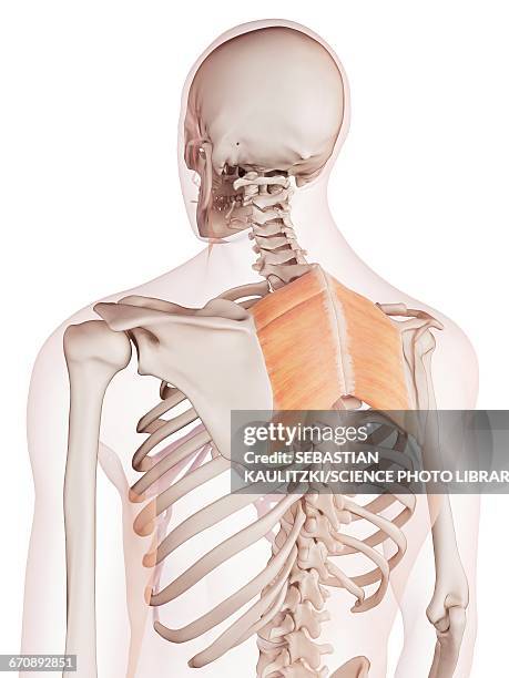 Rhomboid Design 23 Rhomboids Muscles Stock Photos, High-Res Pictures, and Images ...