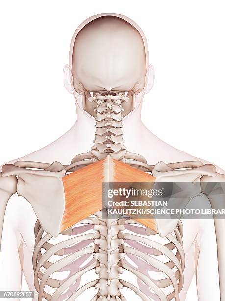 Rhomboid Ruler 23 Rhomboids Muscles Stock Photos, High-Res Pictures, and Images ...