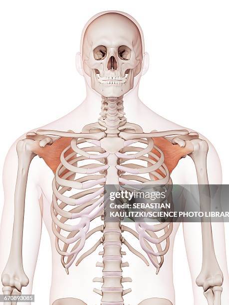 Subescapular 29 Subscapularis Muscle Stock Photos, High-Res Pictures, and Images ...
