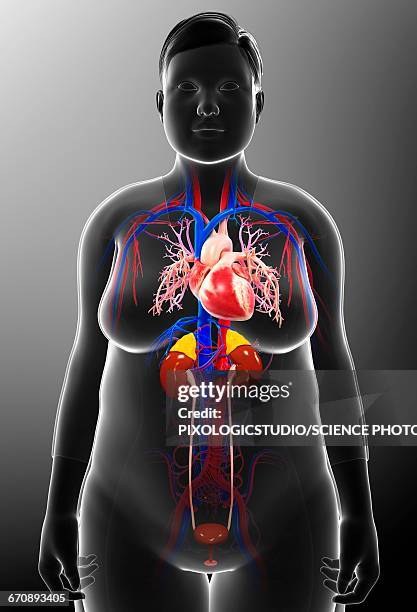female urinary and circulatory systems - heart blood flow stock illustrations