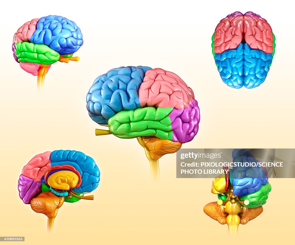 Human brain anatomy, illustration