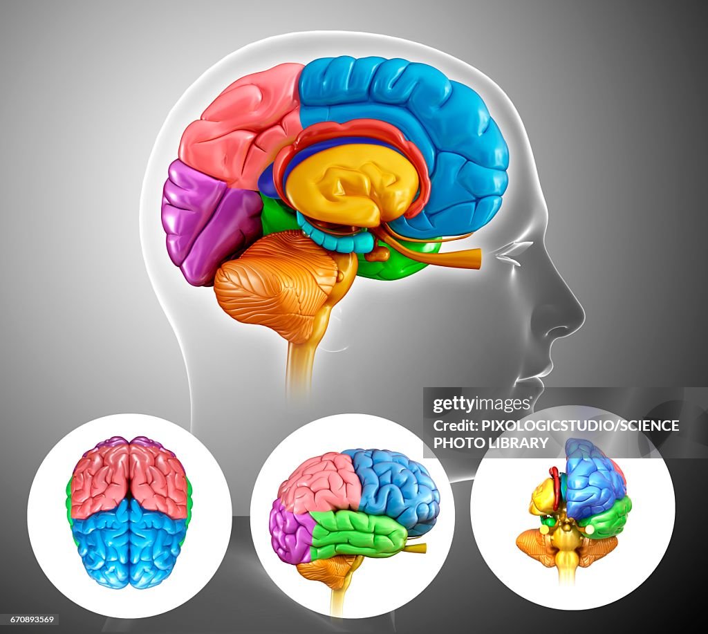 Human brain anatomy, illustration
