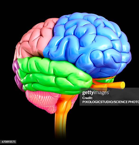 151 Lobe Occipital Stock Photos, High Biology Diagrams
