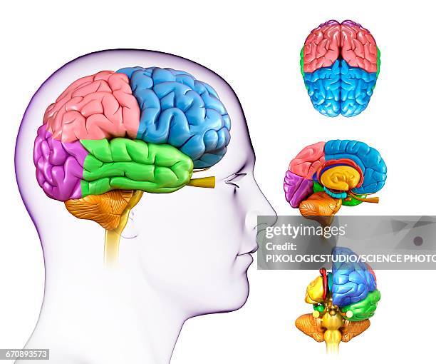 human brain anatomy, illustration - frontal lobe stock illustrations