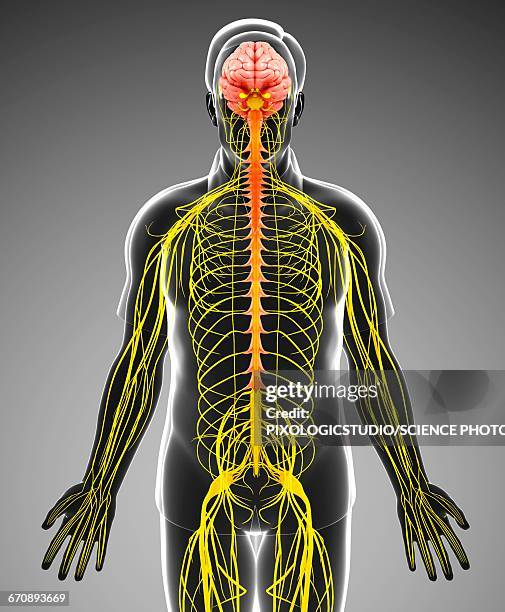 ilustrações de stock, clip art, desenhos animados e ícones de male nervous system, illustration - sistema nervoso central