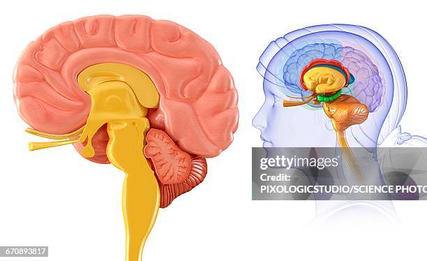 human brain cross-section, illustration - brain cross section stock illustrations