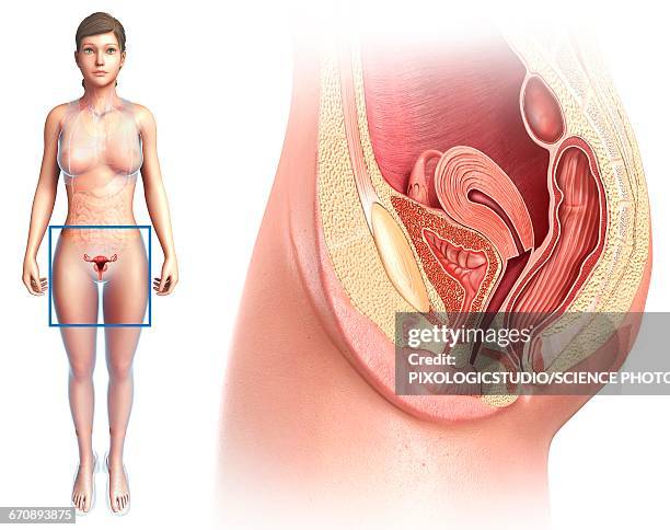 stockillustraties, clipart, cartoons en iconen met female reproductive system, illustration - menselijke darmen