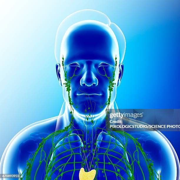 male lymphatic system, illustration - thymus stock illustrations