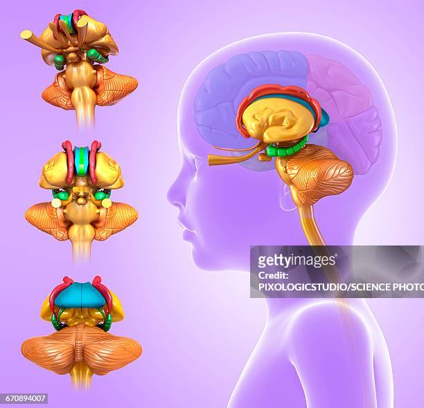 stockillustraties, clipart, cartoons en iconen met childs brain anatomy, illustration - middenhersenen