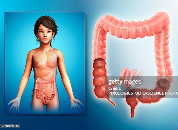 childs large intestine, illustration - appendix stock-grafiken, -clipart, -cartoons und -symbole