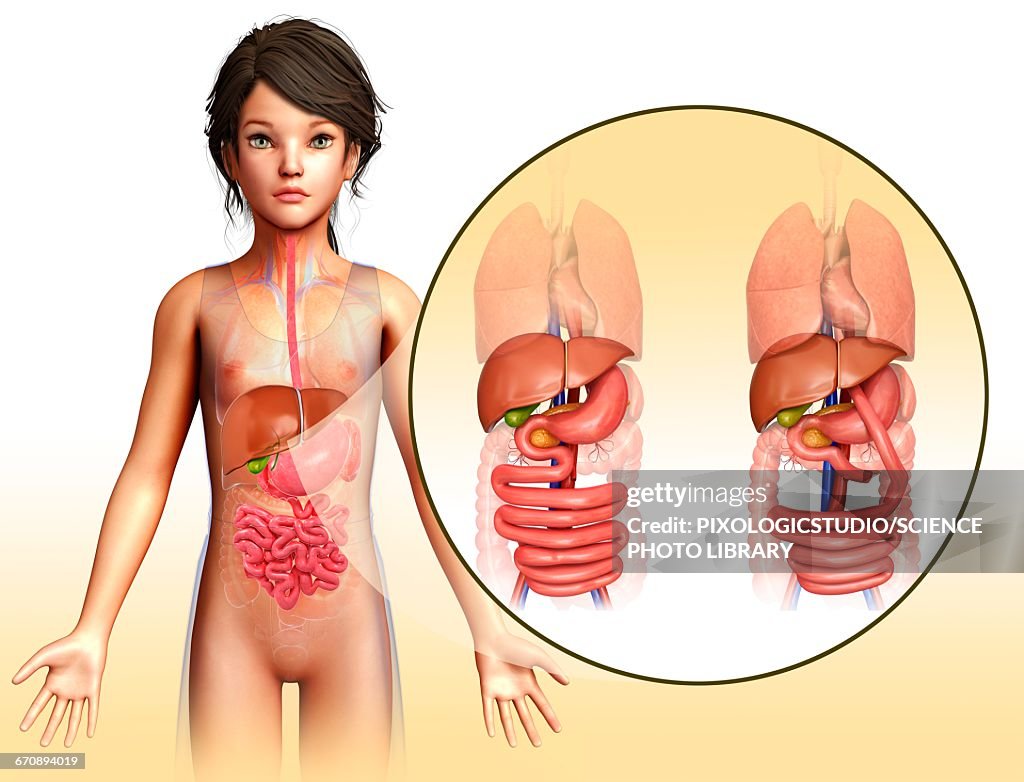 Gastric bypass, illustration