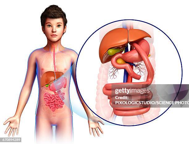 gastric bypass, illustration - bariatrics stock illustrations