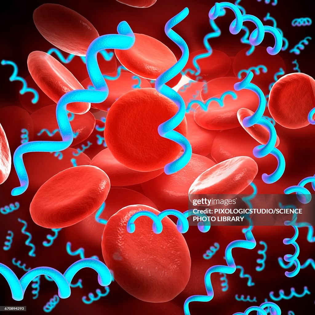 Spirillum bacteria, illustration