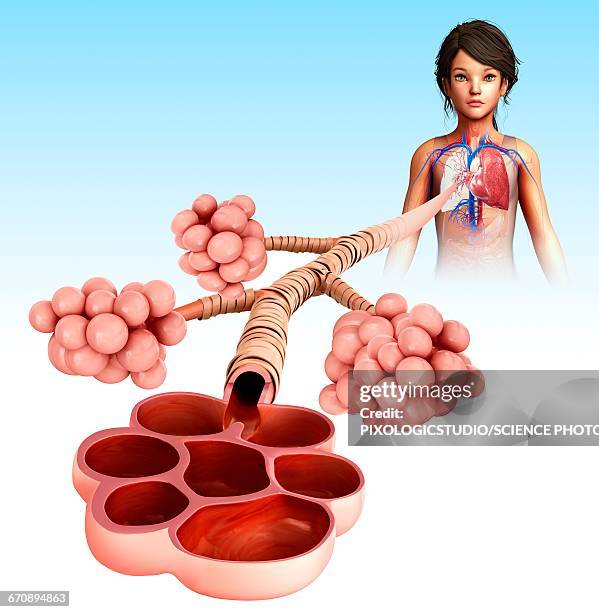 alveoli, illustration - lungenbläschen stock-grafiken, -clipart, -cartoons und -symbole